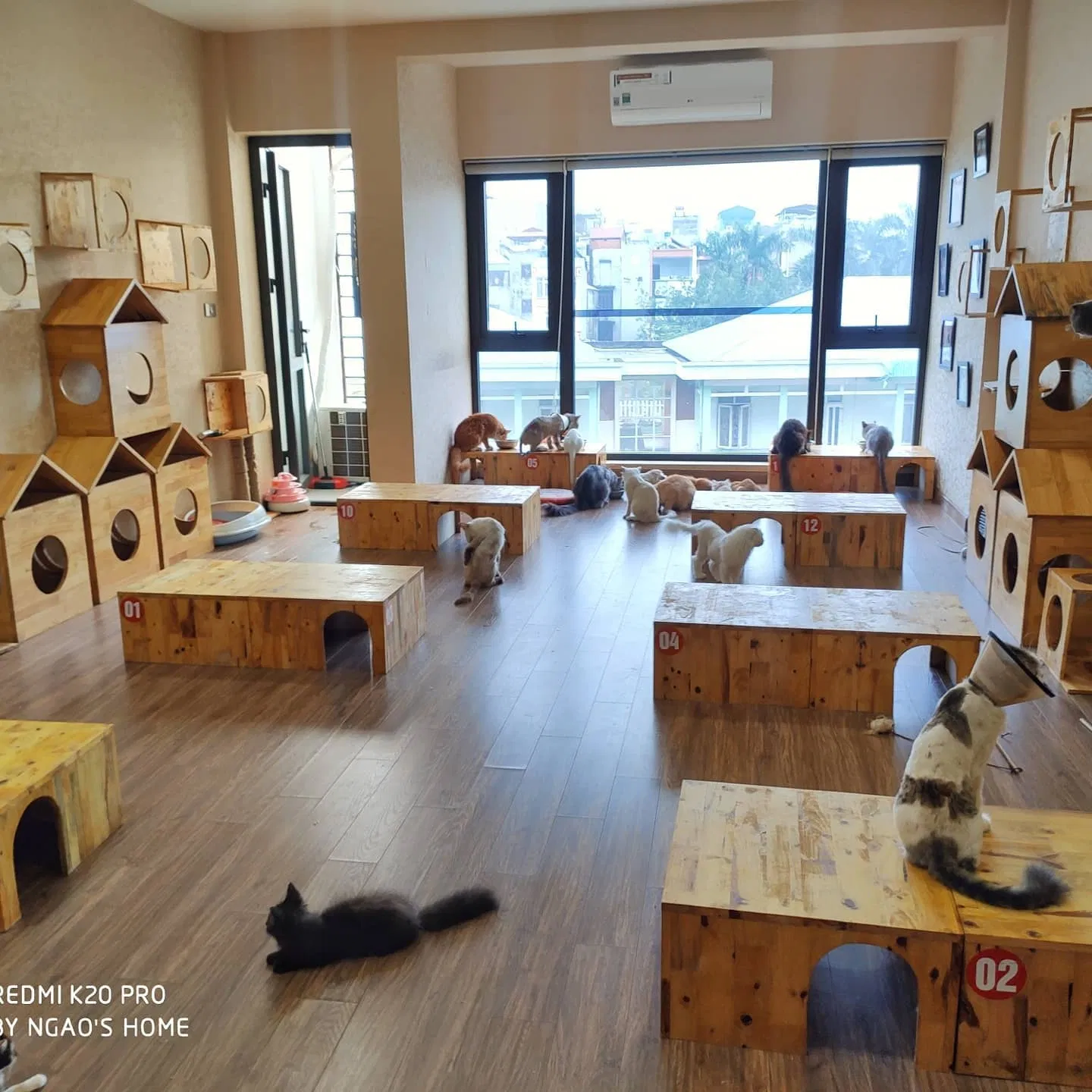 Ngao's Home có view cửa sổ tầng 4 hướng ra bầu trời xanh cực "chill" (Ảnh: Facebook Ngao's Home) Top 14 quán cafe mèo Hà Nội xinh yêu hết nấc, thiên đường của hội con sen Hà thành Bastet s Home Coffee cà phê cafe mèo cafe mèo hà nội Cafe Mèo Lizzy House Cafe Mèo Mon Cat Life Coffee Cat s House Ga Kafe Hà Nội list List 10 list quán list quán cafe list shop Meo s House Coffee Ngao s Home Nó Coffee nổi bật Pet Island quán cafe quán cafe đẹp quán cafe mèo hà nội Quán Kẻ Cót quán ngon quán ngon Hà Nội sản phẩm sống ảo Suỵt Kafe Sweet Rose Coffee The Shelter Café thiên đường thông tin top quán ngon