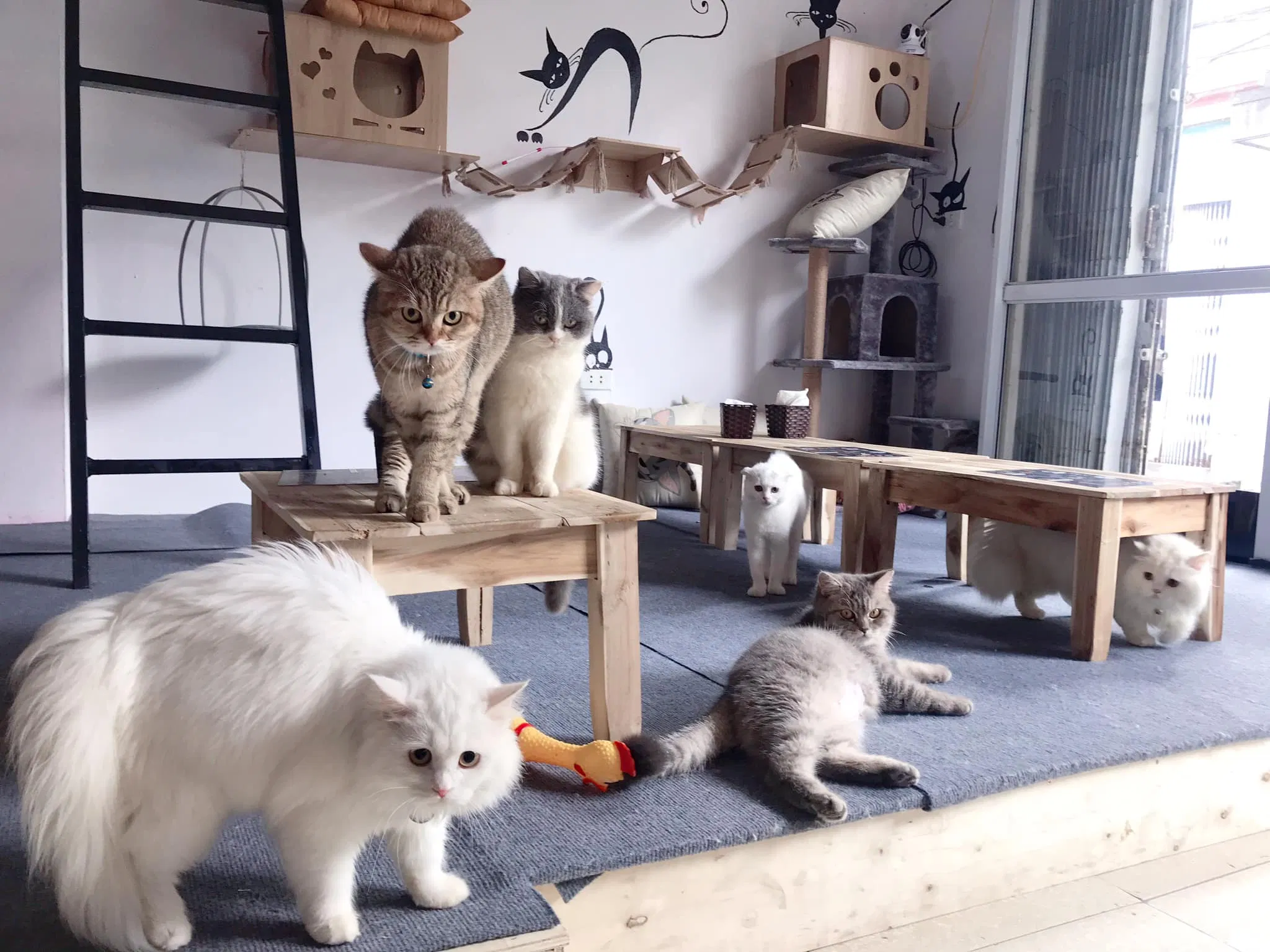 Dàn "boss" chất miễn bàn của Cat’s House (Ảnh: Facebook Cat’s House)