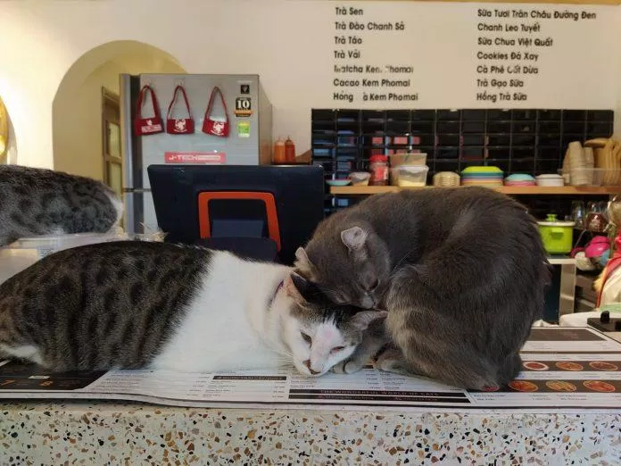Top 14 quán cafe mèo Hà Nội xinh yêu hết nấc, thiên đường của hội con sen Hà thành Bastet s Home Coffee cà phê cafe mèo cafe mèo hà nội Cafe Mèo Lizzy House Cafe Mèo Mon Cat Life Coffee Cat s House Ga Kafe Hà Nội list List 10 list quán list quán cafe list shop Meo s House Coffee Ngao s Home Nó Coffee nổi bật Pet Island quán cafe quán cafe đẹp quán cafe mèo hà nội Quán Kẻ Cót quán ngon quán ngon Hà Nội sản phẩm sống ảo Suỵt Kafe Sweet Rose Coffee The Shelter Café thiên đường thông tin top quán ngon