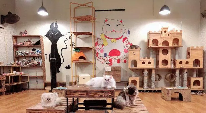 Các "boss" ở đây đều rất ưa nhìn và sang chảnh (Ảnh: Facebook Mon Cat Coffe)