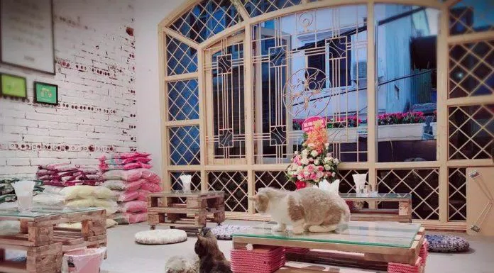 Cafe Mèo Lizzy House - thiên đường cho hội "cuồng mèo" (Ảnh: Facebook Cafe Mèo Lizzy House)