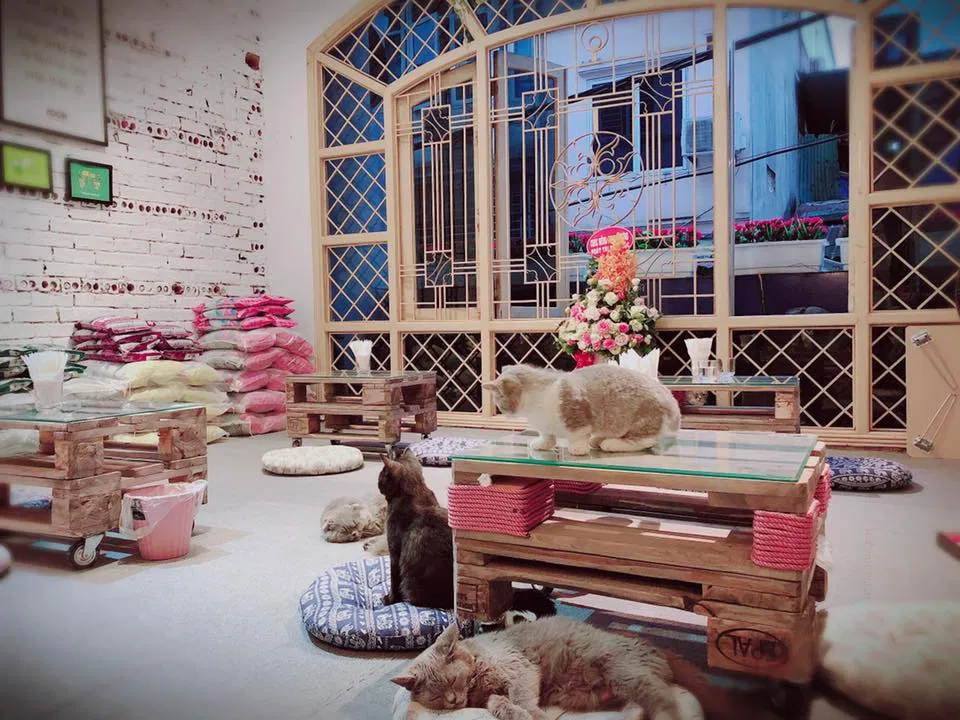Cafe Mèo Lizzy House - thiên đường cho hội "cuồng mèo" (Ảnh: Facebook Cafe Mèo Lizzy House)