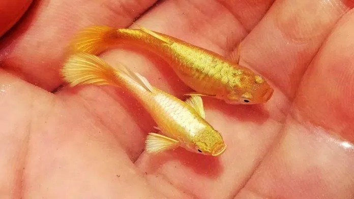 Cá bảy màu full gold lấp lánh như thỏi vàng biết bơi (Ảnh: Internet).