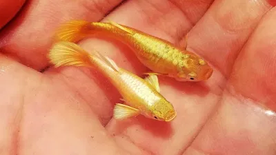 Cá bảy màu full gold lấp lánh như thỏi vàng biết bơi (Ảnh: Internet). Cá bảy màu full gold lấp lánh như thỏi vàng biết bơi (Ảnh: Internet).