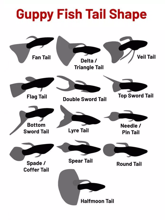 Cá bảy màu có rất nhiều dạng đuôi khác nhau (Ảnh: Internet).