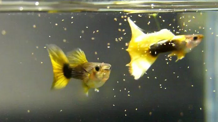 Nửa thân sau màu đen và đuôi vàng - đó là half black yellow (Ảnh: Internet). Nửa thân sau màu đen và đuôi vàng - đó là half black yellow (Ảnh: Internet).
