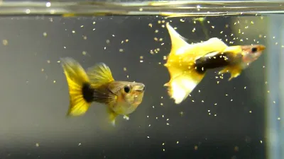 Nửa thân sau màu đen và đuôi vàng - đó là half black yellow (Ảnh: Internet). Nửa thân sau màu đen và đuôi vàng - đó là half black yellow (Ảnh: Internet).