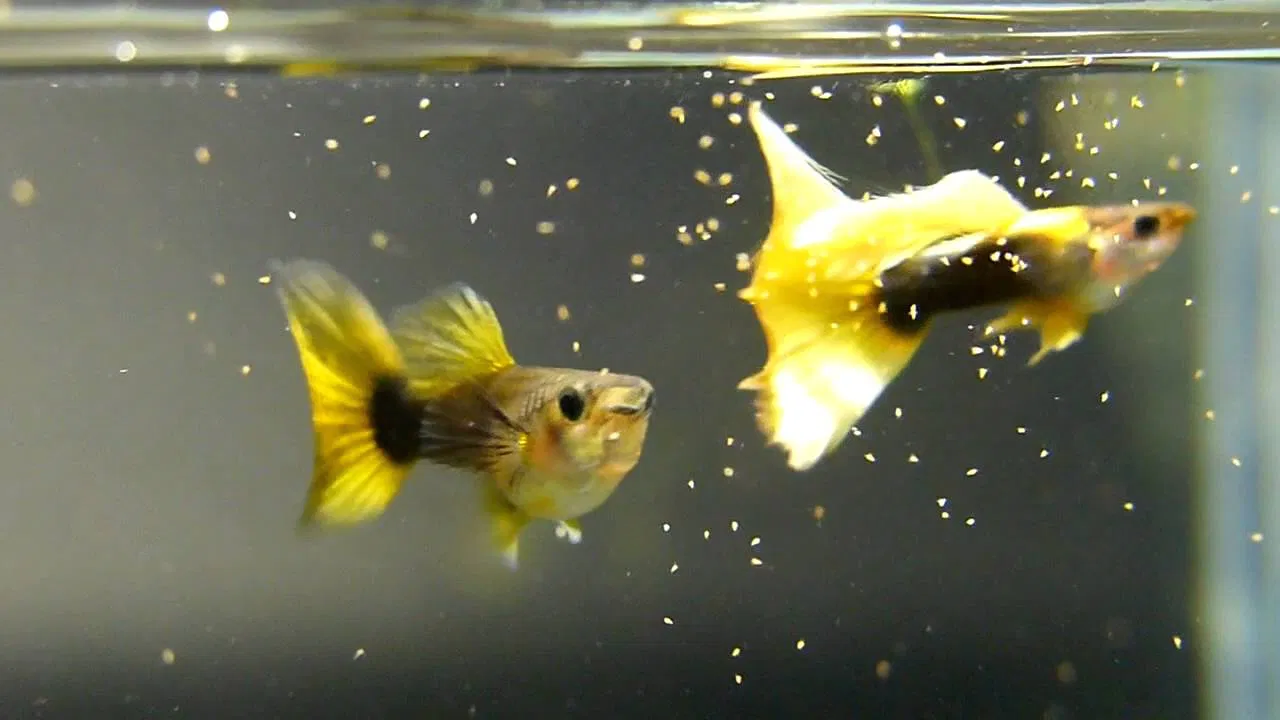 Nửa thân sau màu đen và đuôi vàng - đó là half black yellow (Ảnh: Internet).