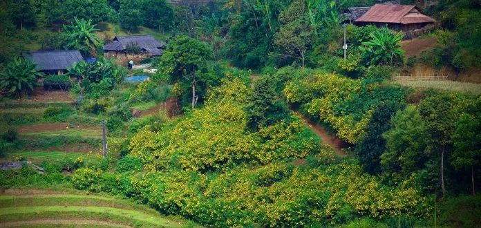 Toàn cảnh đồi hoa Dã Quỳ ở Lai Châu (Ảnh Fb Sơn Ngọc) Toàn cảnh đồi hoa Dã Quỳ ở Lai Châu (Ảnh Fb Sơn Ngọc)