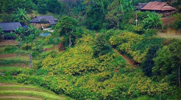 Toàn cảnh đồi hoa Dã Quỳ ở Lai Châu (Ảnh Fb Sơn Ngọc) Toàn cảnh đồi hoa Dã Quỳ ở Lai Châu (Ảnh Fb Sơn Ngọc)