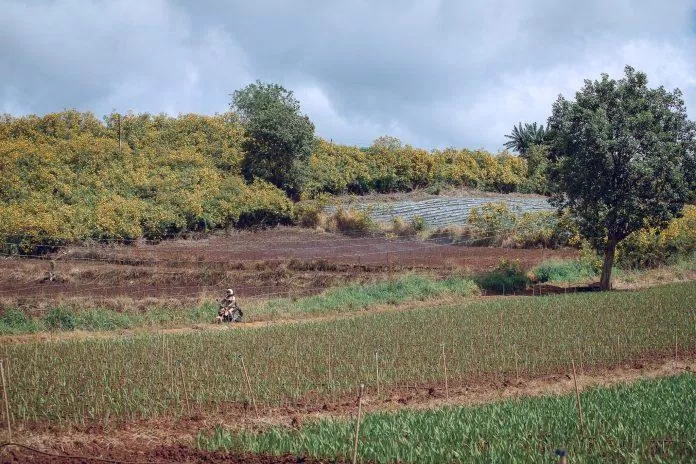 Toàn cảnh hoa Dã Quỳ tại Gia Lai (Ảnh fb Nguyễn Thị Hồng Tâm) Toàn cảnh hoa Dã Quỳ tại Gia Lai (Ảnh fb Nguyễn Thị Hồng Tâm)