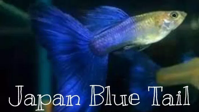 Lại là một dòng màu xanh nữa: Japan blue tail (Ảnh: Internet). Lại là một dòng màu xanh nữa: Japan blue tail (Ảnh: Internet).