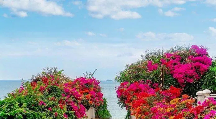 Khung cảnh của Léman Cap Resort & Spa (Ảnh Internet) Khung cảnh của Léman Cap Resort & Spa (Ảnh Internet)