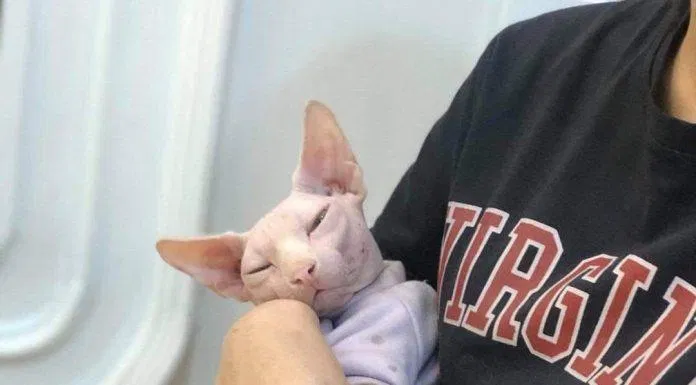 Dãn nhãn 18+ (Ảnh Internet)