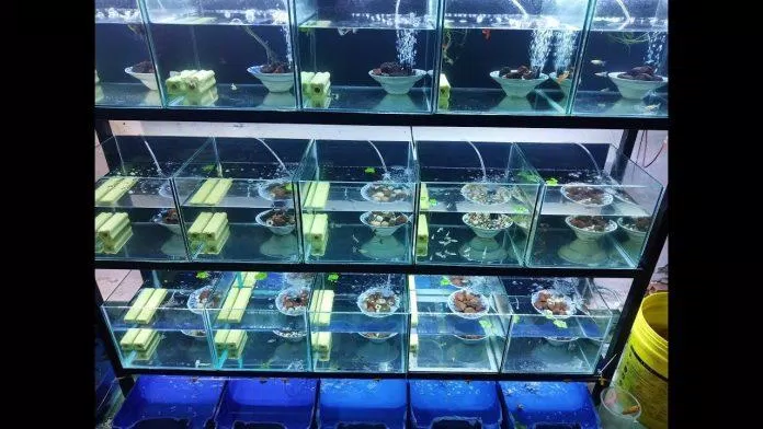 Cá bảy màu có thể được nuôi trong những hồ kính cỡ nhỏ (Ảnh: Internet).
