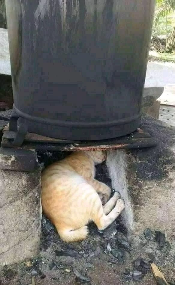 Tiệm cafe thú cưng Pet Me (Ảnh Internet)