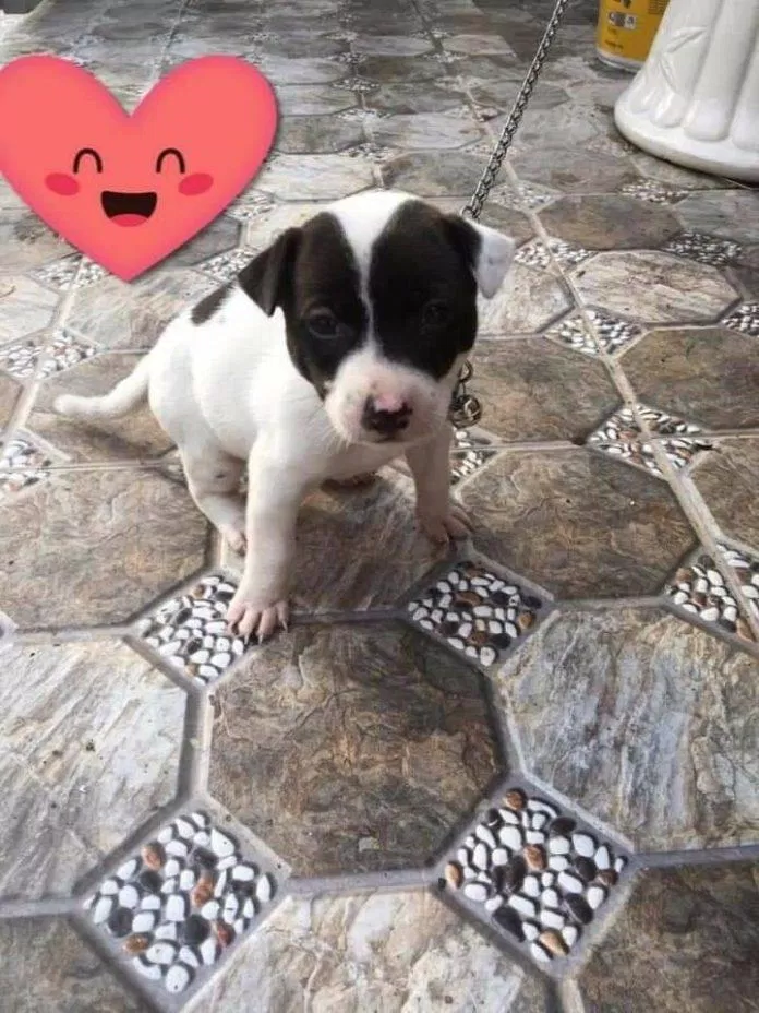 Tiệm cafe thú cưng Pet Me (Ảnh Internet)