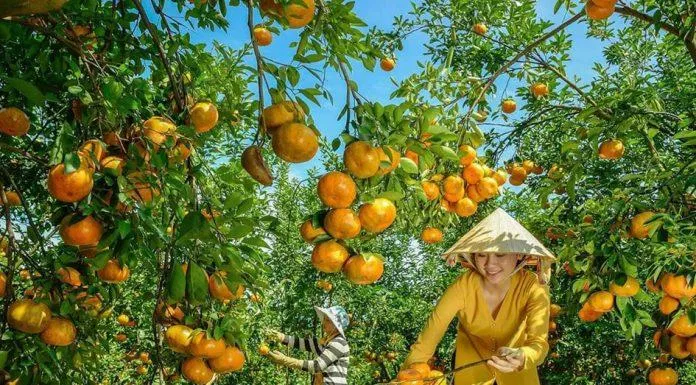 Lai Vung nổi tiếng vì có quýt hồng thơm ngon (Nguồn: Internet)