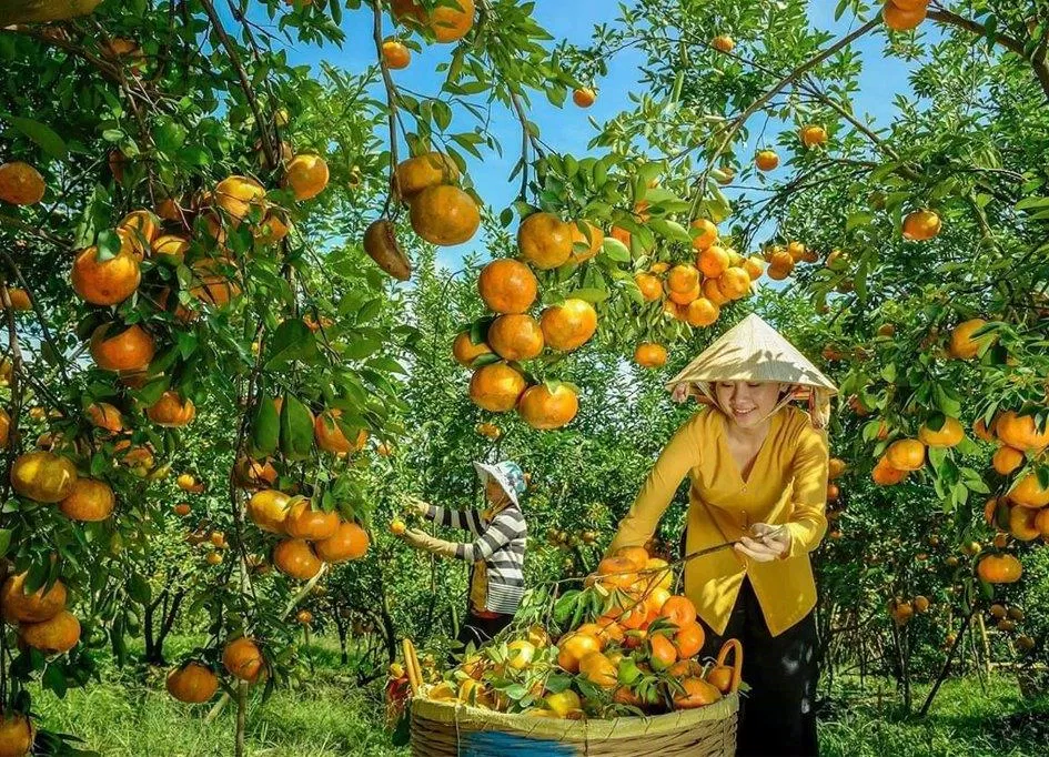 Lai Vung nổi tiếng vì có quýt hồng thơm ngon (Nguồn: Internet)