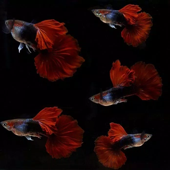 Red rose là dòng cá có đuôi đỏ và vây lưng dày xếp ly như cánh hoa hồng (Ảnh: Internet).