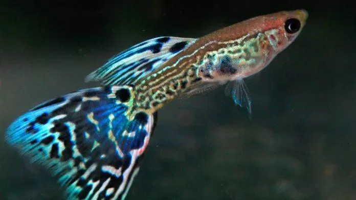 Các dòng cá có hoa văn như thế này được gọi chung là snakeskin, tức da rắn (Ảnh: Internet).