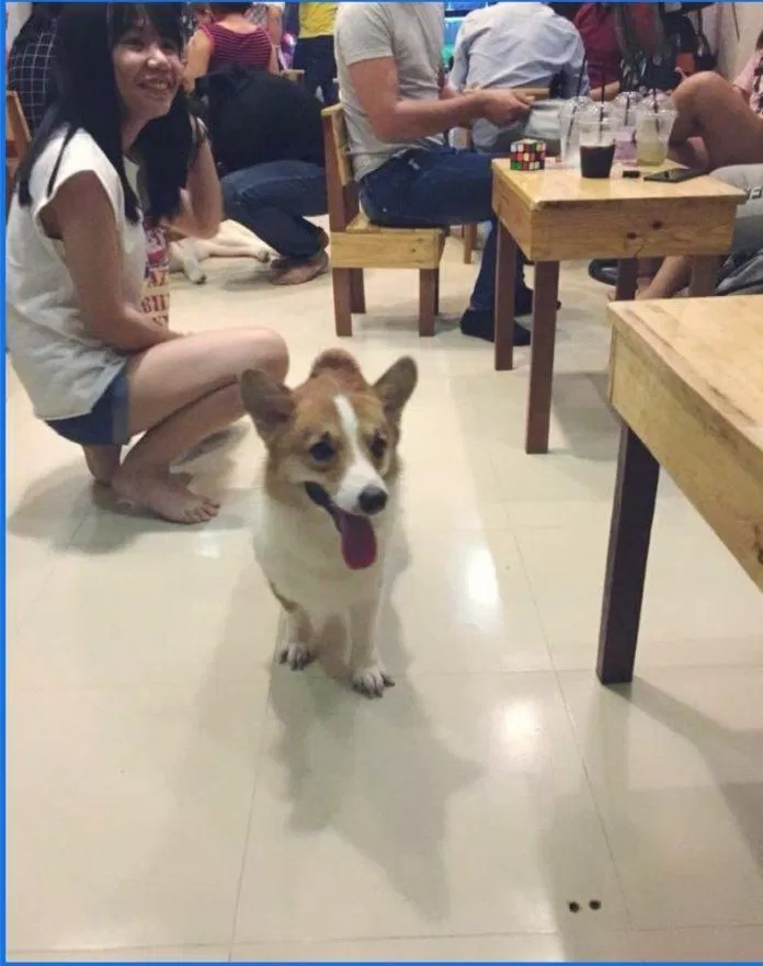 Tiệm cafe thú cưng Tea & Pet (Ảnh Internet) Tiệm cafe thú cưng Tea & Pet (Ảnh Internet)