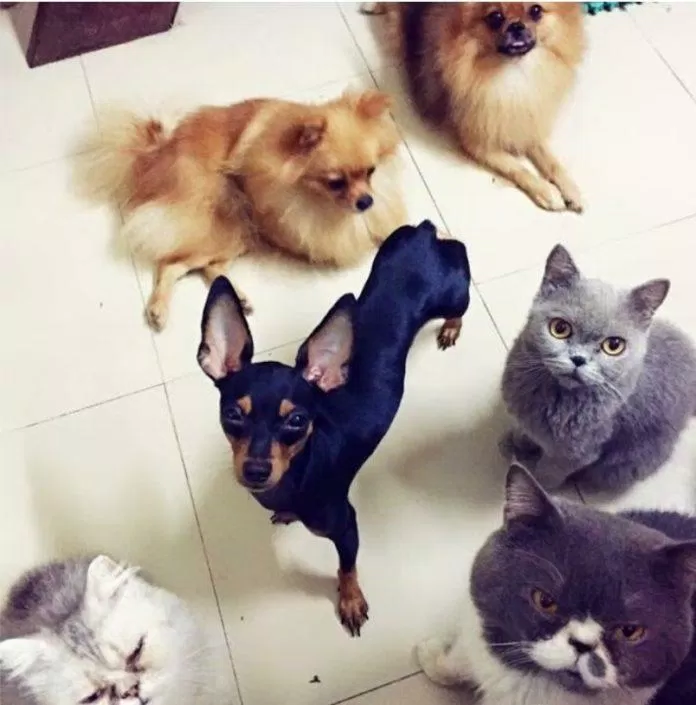 Tiệm cafe thú cưng Tea & Pet (Ảnh Internet) Tiệm cafe thú cưng Tea & Pet (Ảnh Internet)