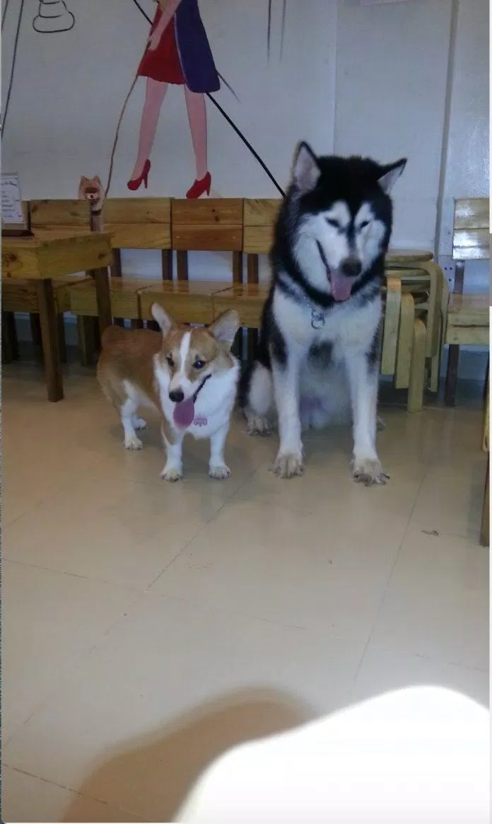 Tiệm cafe thú cưng Tea & Pet (Ảnh Internet) Tiệm cafe thú cưng Tea & Pet (Ảnh Internet)