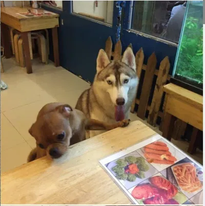 Tiệm cafe thú cưng Tea & Pet (Ảnh Internet) Tiệm cafe thú cưng Tea & Pet (Ảnh Internet)