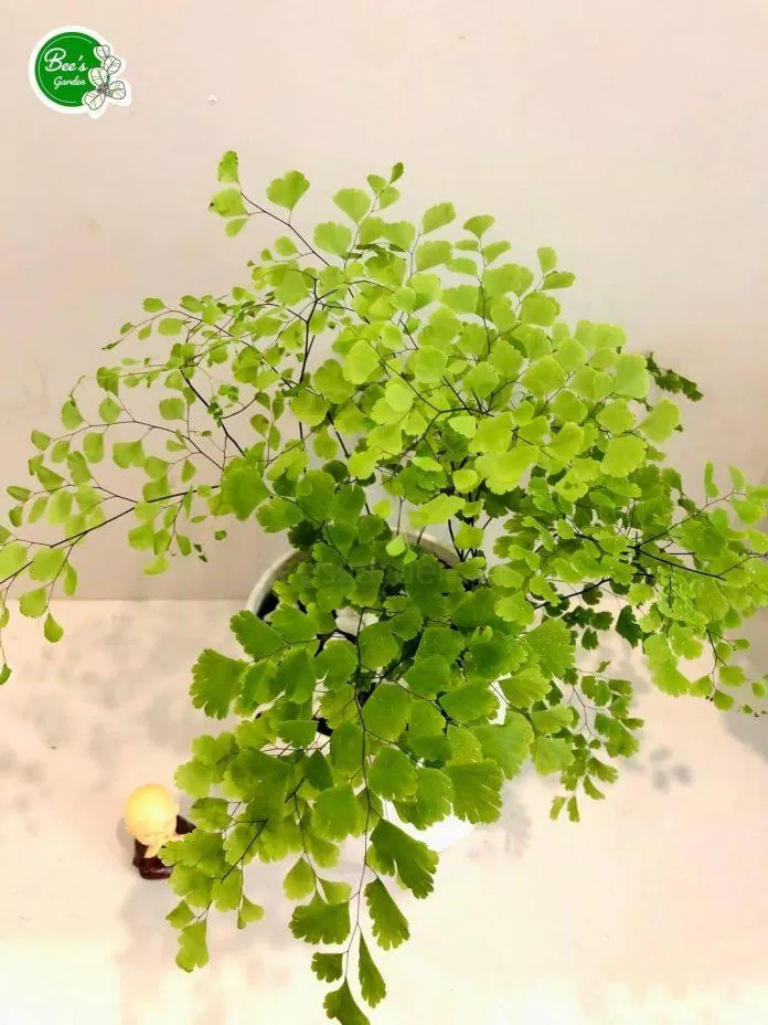 Cây trồng để bàn trang trí rất đẹp. (Ảnh: Internet) Cây trồng để bàn trang trí rất đẹp. (Ảnh: Internet)