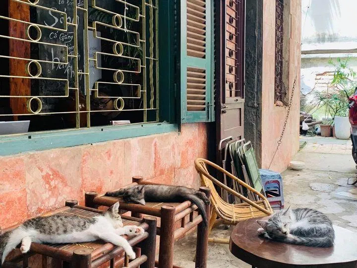 Nơi những chú mèo thảnh thơi nằm sưởi nắng (Ảnh: Facebook Nó)