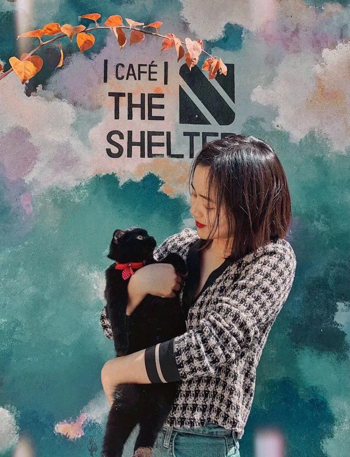 Hội mê mèo chắc chắn sẽ "mê mẩn" nơi này (Ảnh: Facebook The Shelter Café)