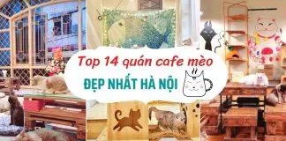 quán cafe mèo hà nội (Ảnh: BlogAnChoi)