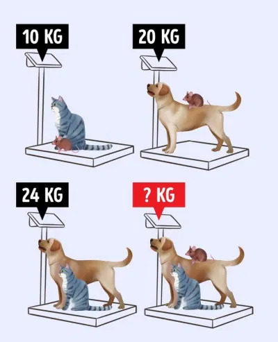 Câu đố này không khó đúng không (Nguồn: Bright Side)