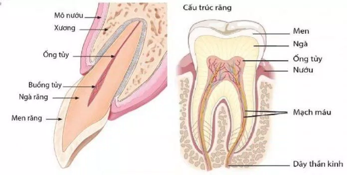 Răng được cấu tạo gồm ba thành phần chính: men răng, ngà răng, tủy răng (Ảnh: Internet).