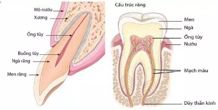 Răng được cấu tạo gồm ba thành phần chính: men răng, ngà răng, tủy răng (Ảnh: Internet). Răng được cấu tạo gồm ba thành phần chính: men răng, ngà răng, tủy răng (Ảnh: Internet).