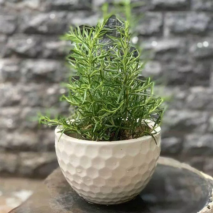 cây xanh sẽ cải thiện chất lượng không khí trong không gian sống cây xanh sẽ cải thiện chất lượng không khí trong không gian sống