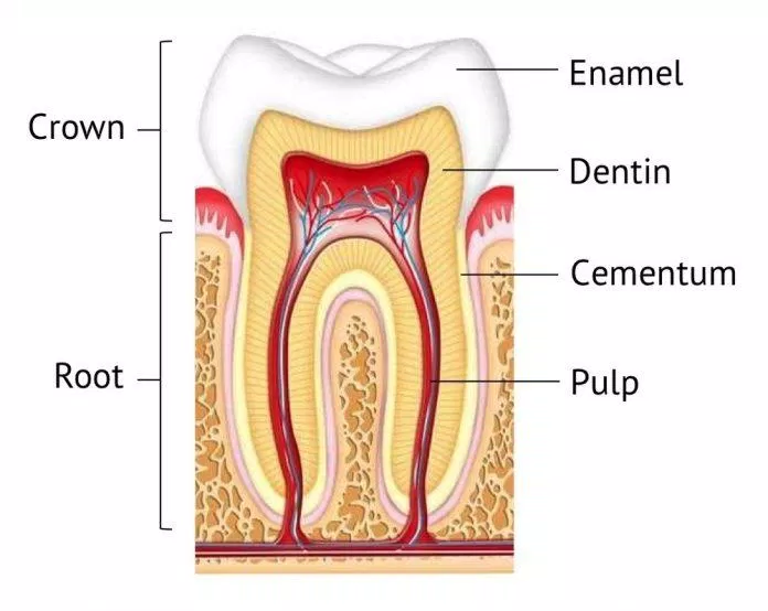 Cementum cũng là thành phần quan trọng giúp bạn có hàm răng chắc khỏe (Ảnh: Internet). Cementum cũng là thành phần quan trọng giúp bạn có hàm răng chắc khỏe (Ảnh: Internet).