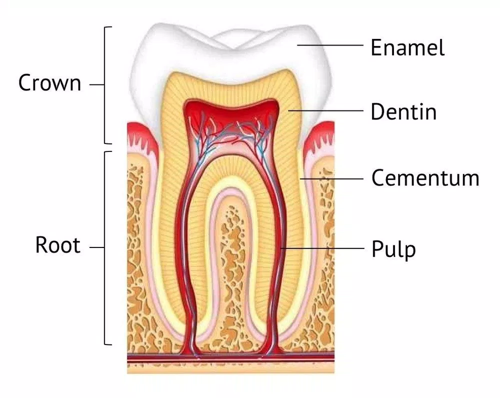 Cementum cũng là thành phần quan trọng giúp bạn có hàm răng chắc khỏe (Ảnh: Internet). Cementum cũng là thành phần quan trọng giúp bạn có hàm răng chắc khỏe (Ảnh: Internet).