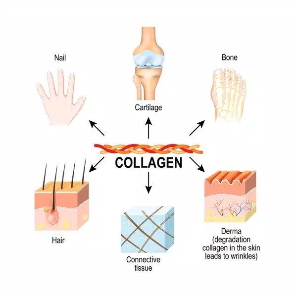 Collagen có nhiều công dụng hữu ích cho làn da và cả cơ thể. (Nguồn: Internet)
