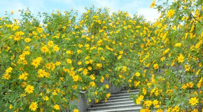 Hoa Dã Quỳ nở rộ dọc hai bên đường đi lên cột mốc ba biên giới (Ảnh: Hàn Hưng/THPL) Hoa Dã Quỳ nở rộ dọc hai bên đường đi lên cột mốc ba biên giới (Ảnh: Hàn Hưng/THPL)