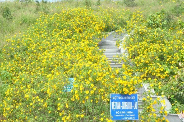 Cột mốc ba biên giới Việt Nam - Campuchia - Lào cùng hoa Dã Quỳ (Ảnh: Hàn Hưng/THPL)