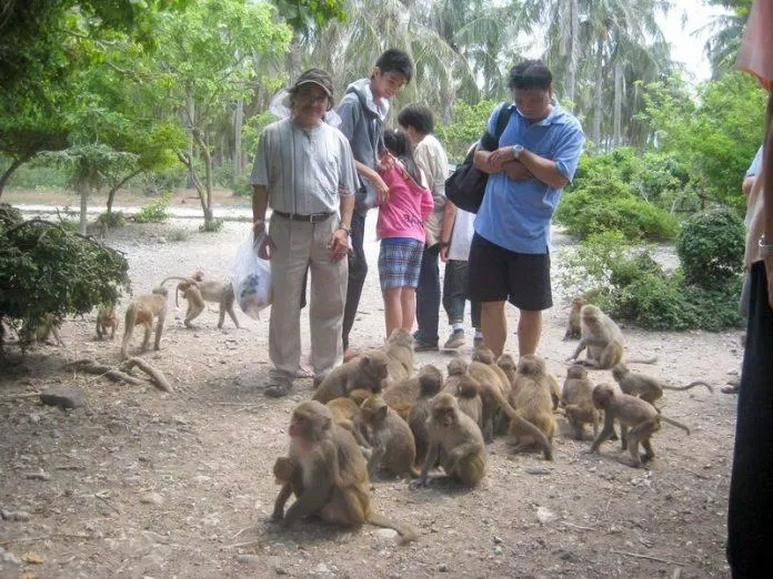Du khách ghé thăm Đảo khỉ và vui đùa cùng chúng (Ảnh: Internet )