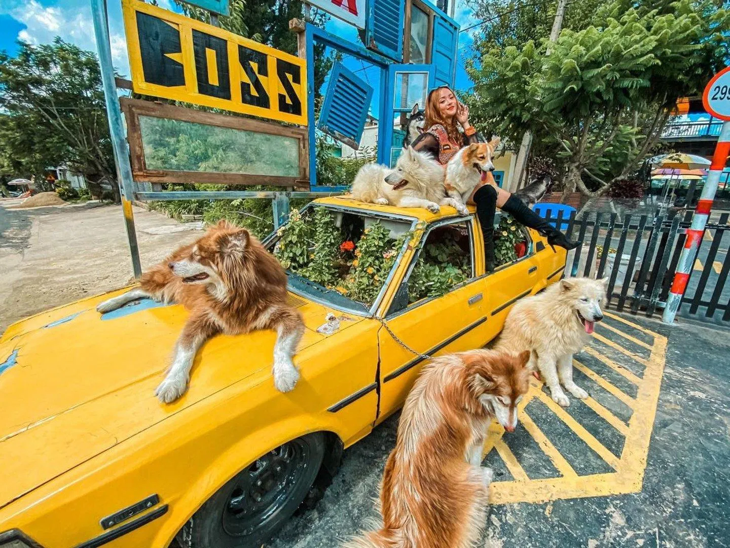Nhà Boss có nhiều chu cún và chú mèo siêu dễ thương (Nguồn: Internet)