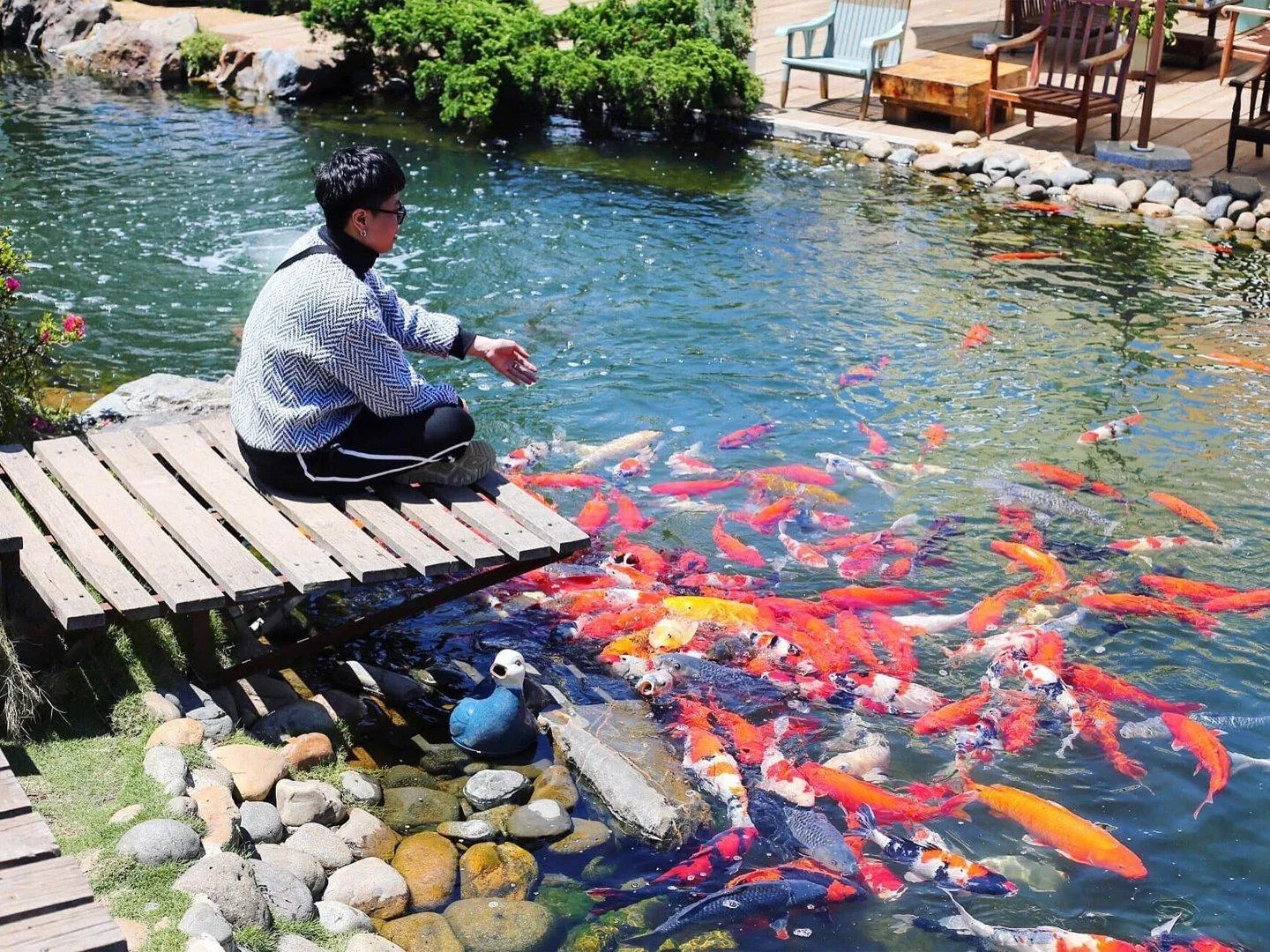 Tại Kokoro Café là có hồ cá Koi cực lớn Nguồn (Internet)