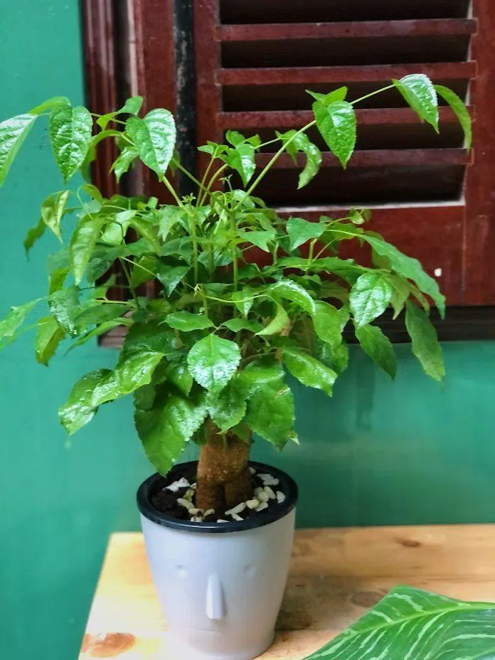 chậu cây Hạnh phúc trồng thủy sinh thích hợp để bàn làm việc hoặc bàn ăn gia đình chậu cây Hạnh phúc trồng thủy sinh thích hợp để bàn làm việc hoặc bàn ăn gia đình