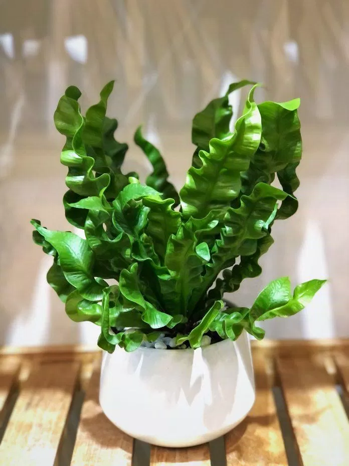 chậu cây tổ yến với hình dáng rất khác lạ sẽ là điểm nhấn ấn tượng cho không gian nội thất chậu cây tổ yến với hình dáng rất khác lạ sẽ là điểm nhấn ấn tượng cho không gian nội thất