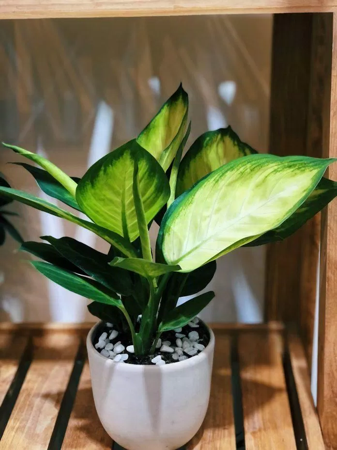 cây Sao Sáng hay có tên gọi khác là cây Ngọc Ngân hay cây Valentine cây Sao Sáng hay có tên gọi khác là cây Ngọc Ngân hay cây Valentine