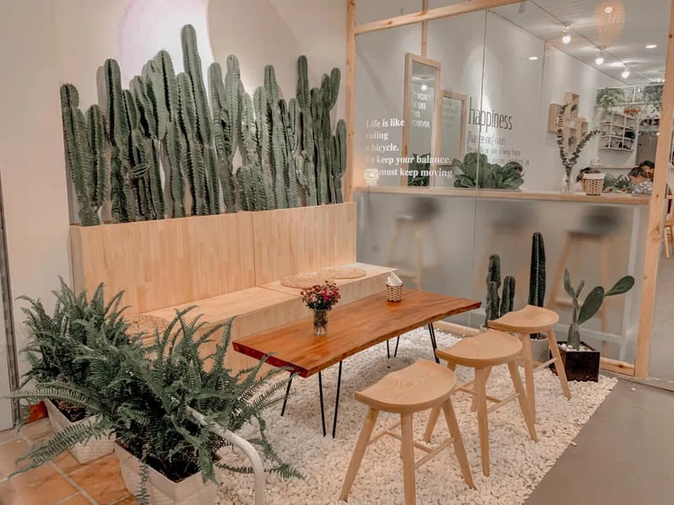 Back ground xương rồng siêu đáng yêu