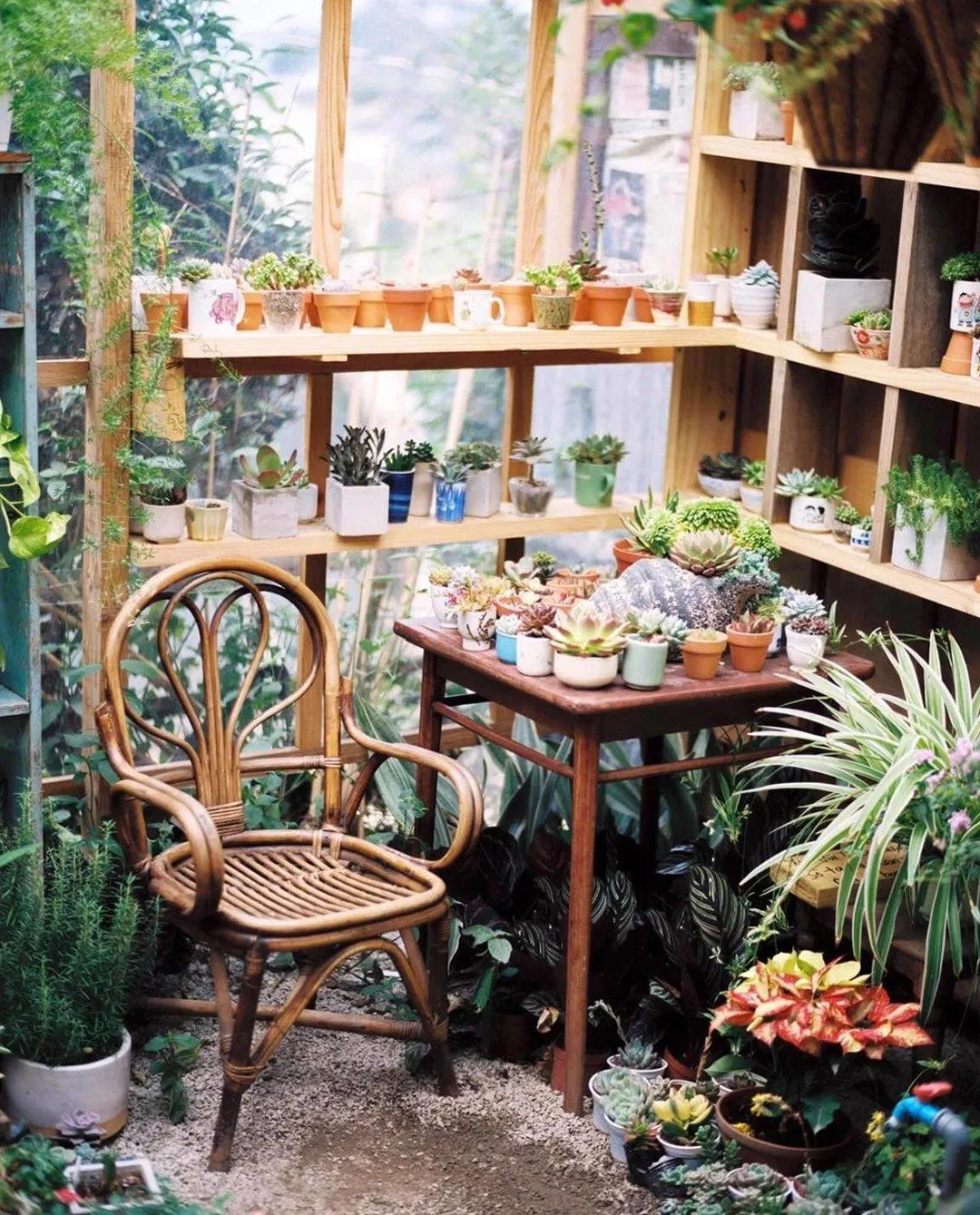 Một góc cây xanh tại Túi Mơ To (Nguồn: Internet)